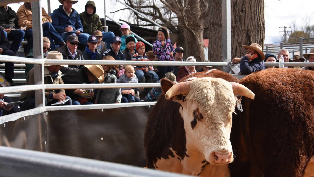 Around 100 people attended the bull sale, which Grant Kneipp wants to be the first of many. 