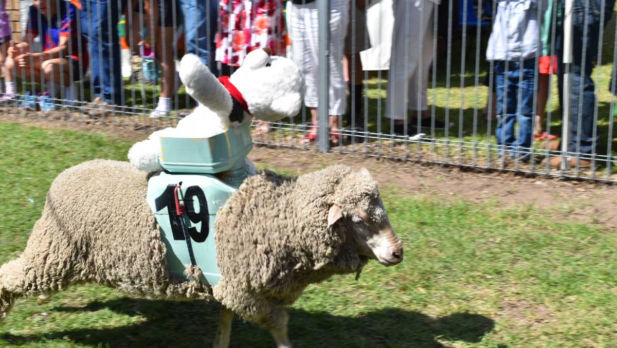 Emmaville sheep races could be on their last legs, as their reason for being is fulfilled. 