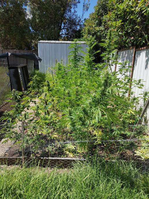 Police allege a 49 woman was growing cannabis in her backyard. Picture: supplied.