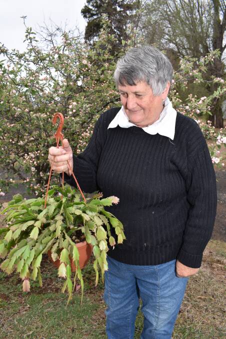 It was too important not to hold the Glen Innes District Garden Club Show, decided organiser Elizabeth Biddle.
