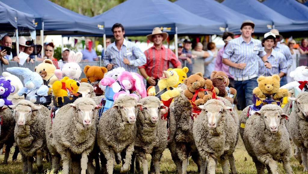 The Emmaville sheep races are ridiculous and fun, but raise serious money.