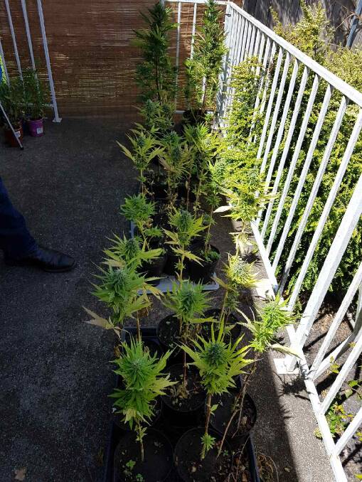 Police allege a woman was growing 72 cannabis plants in her backyard. Picture: supplied.
