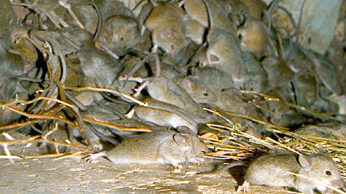WARNING: Hunter New England Health has warned of a flu-like disease as the region faces a mouse plague. Photo: File
