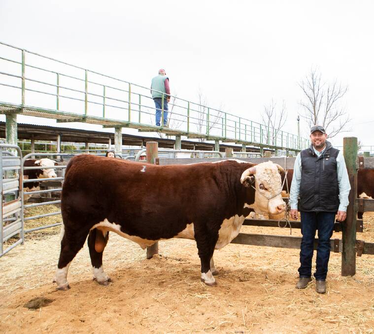 Brad Thomas on behalf of Phil & Brad Thomas Kylandee Hereford Stud, Elsmore, is pictured with Kylandee PackSaddle P003 which sold for $14,000 to Chris Lisle of Tummel Herefords, Walcha at Friday's sale.