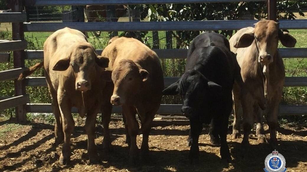 RECOVERED: Police were first called to the Newton Boyd property on September 2 and recovered the cattle seven days later. Photo: New England Police District Rural Crime Prevention Team