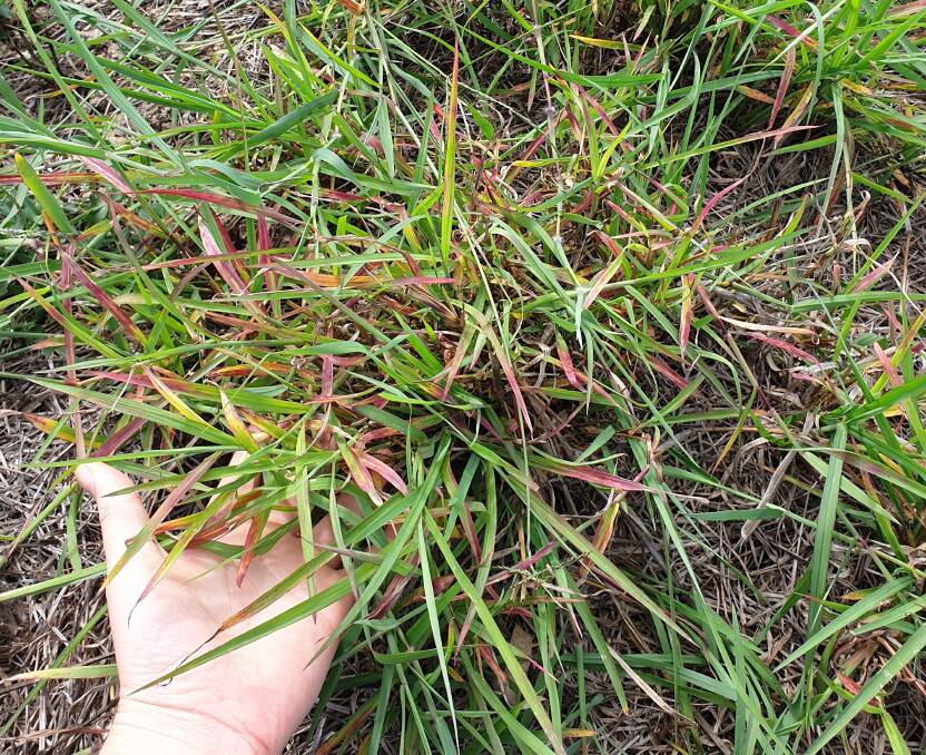 Small patch of dieback affected pasture 