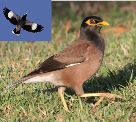 How to deal with troublesome mynas