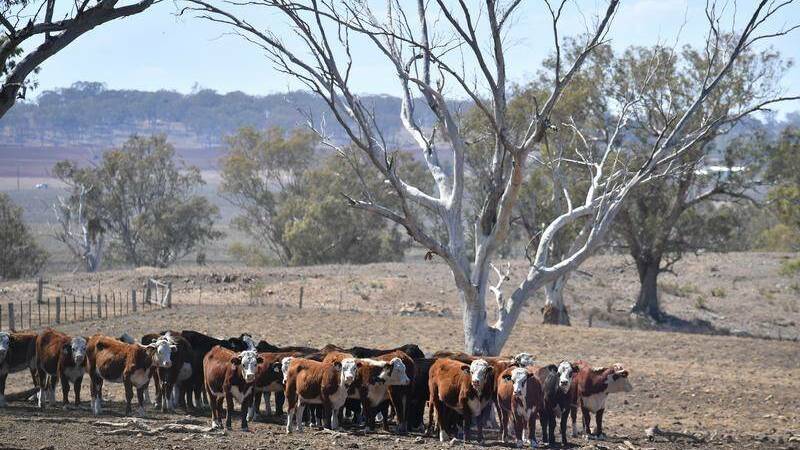 Weekend arrangements for emergency fodder collection in Walcha and Glen Innes