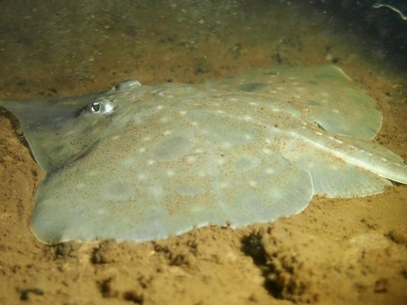 An expert committee may be about to list the ancient maugean skate as critically endangered. (PR HANDOUT IMAGE PHOTO)
