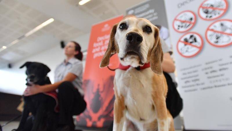 Michael McNamara questions the rise of strip searches carried out tied to the use of sniffer dogs. File photo.