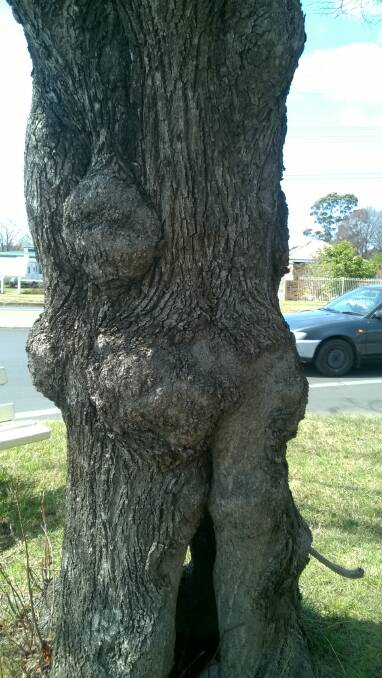 Can you see a face in this tree?