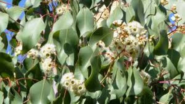 Eucalyptus flower.