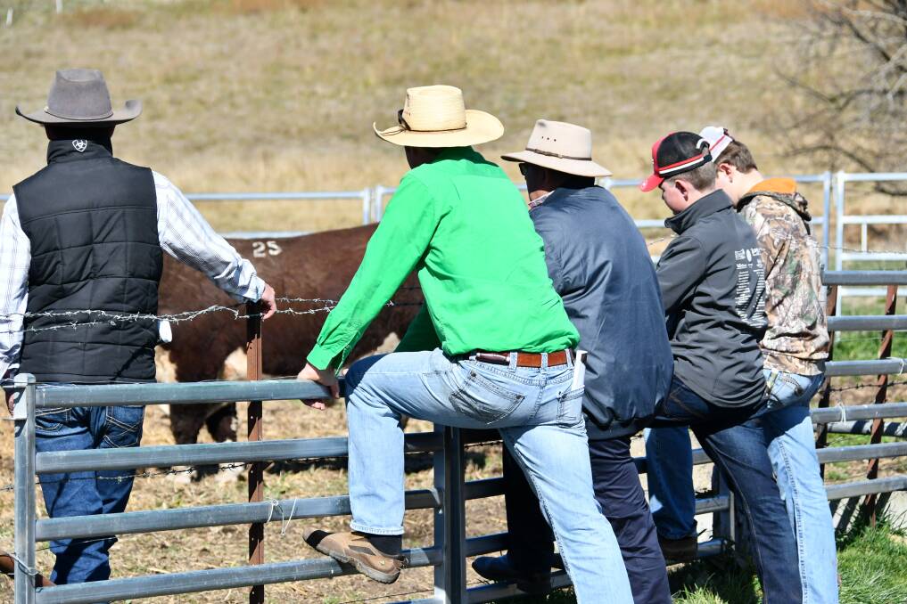 The sale attracted 34 registered buyers on the day with bidding action from Elite Livestock Auctions online too. 
