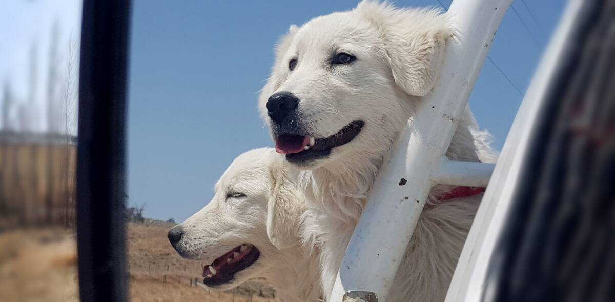 Photo of the month: Dogs driving with the wind in their hair