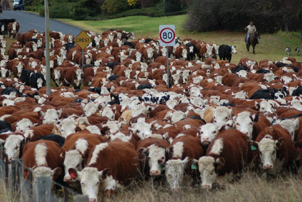 The cattle coming down Grafton St towards the highway on their way to the saleyards